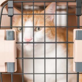 猫を『車に乗せて移動』するときの注意点3つ　起こりうる事態や安全を守るためのポイント