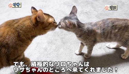顔を近づけている成猫と子猫