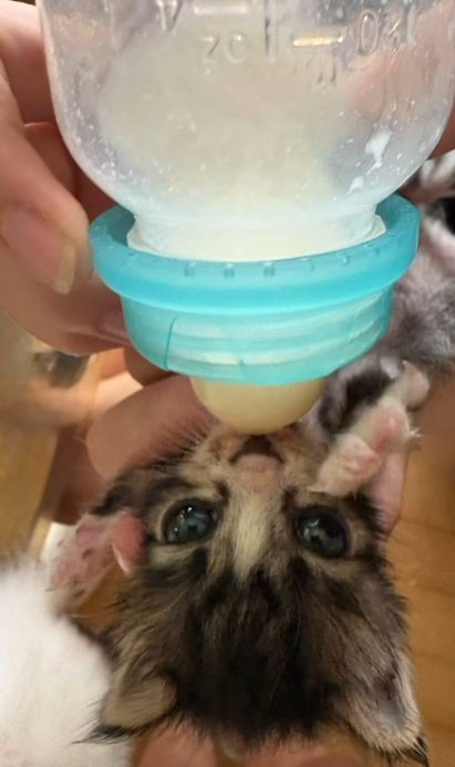 ミルクを飲んでいる子猫