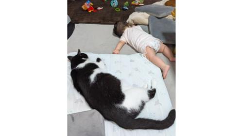猫と赤ちゃん