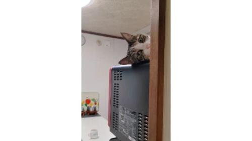 電子レンジの上の猫