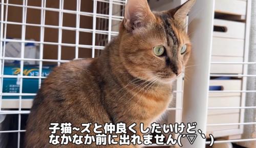 ケージの近くに座る猫