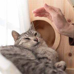 猫が『そっとしておいてほしい』ときに見せるサイン5選　どんな理由が考えられる？適切な距離の取り方も