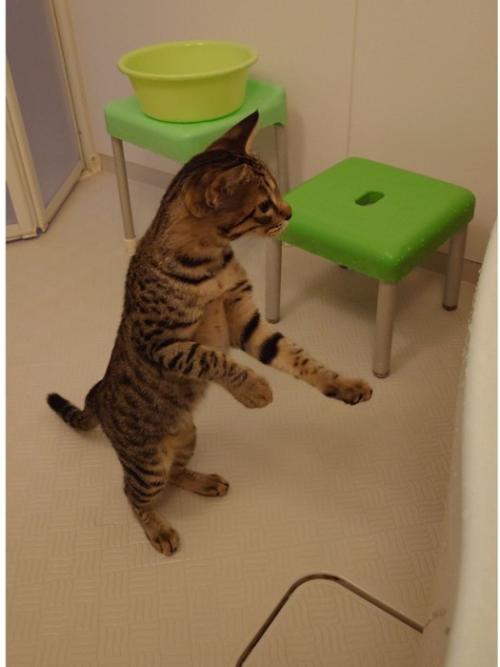 浴槽から前足を離す猫