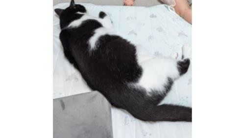 猫と赤ちゃん