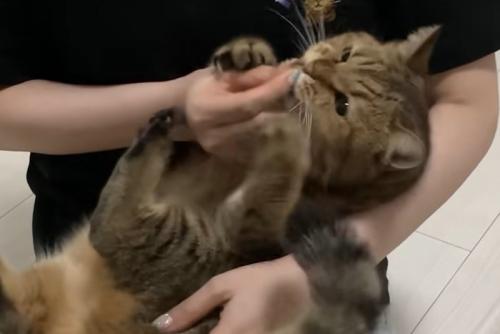 赤ちゃん抱っこで人の手を掴み口に持って行く猫