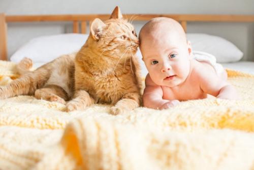 赤ちゃんに寄り添う猫