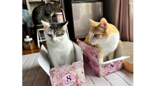 室内にいる猫