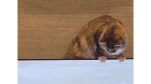 テレビの上の猫