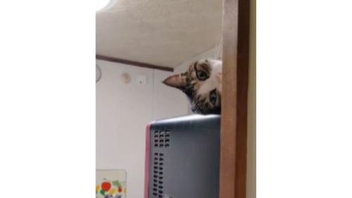 電子レンジの上の猫