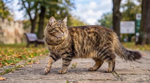 外を歩く猫
