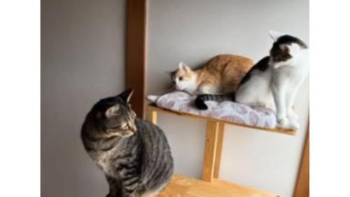 室内にいる猫