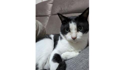 室内にいる猫