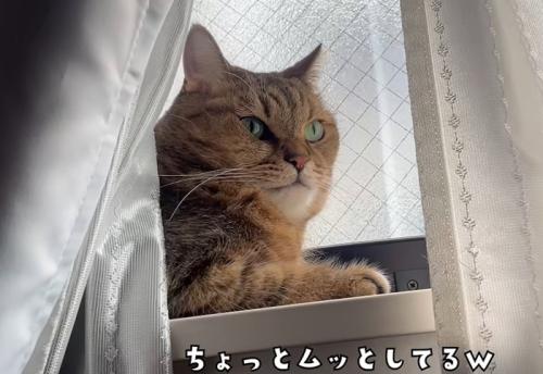窓の桟で寛ぐ猫(ちょっとムッとしてるw)