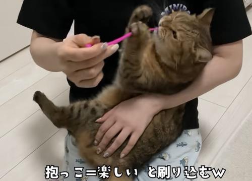 赤ちゃん抱っこでオモチャを前脚でつかむ猫