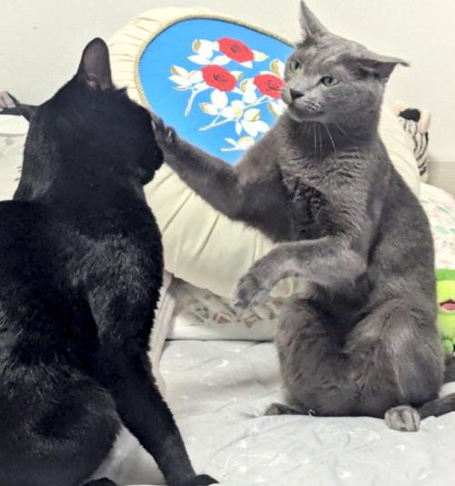 灰色猫に怒られる黒猫