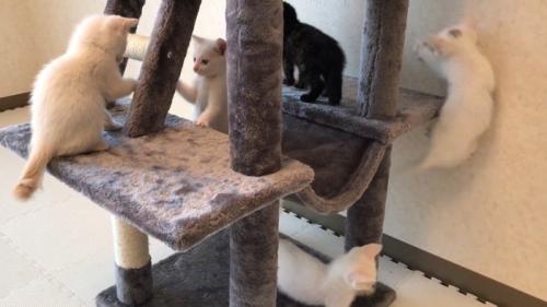 飛ぶ子猫