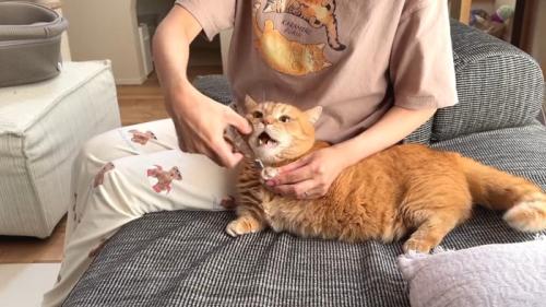 口を開けた姿