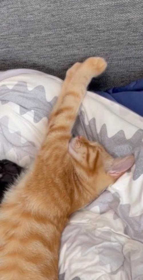 前足を伸ばして眠る茶トラ猫