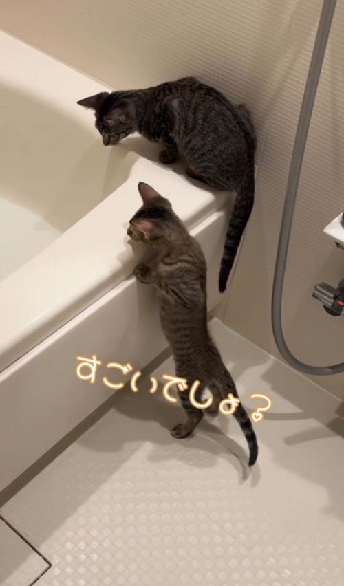 「すごいでしょ」と書かれた写真