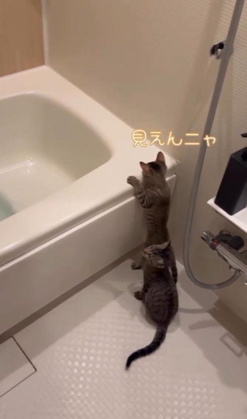 「見えんニャ」と書かれた写真