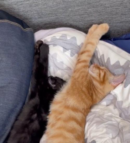前足を伸ばして眠る2匹の猫