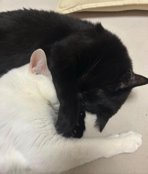向かい合って寝そべりながら顔を起こしてカメラを見つめる2匹の子猫