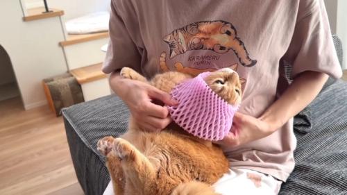 被せ中