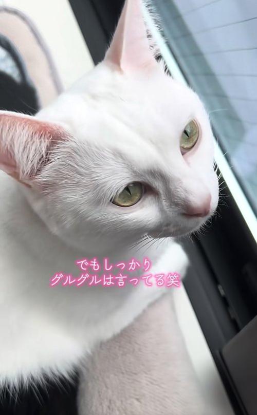 窓際にいる白猫の上半身アップ