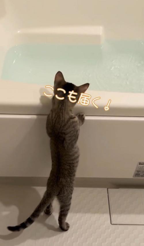 「ここも届く!」と書かれた写真