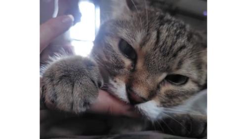 指をしゃぶる猫