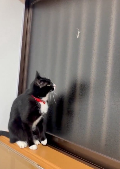 ヤモリを見つめる猫