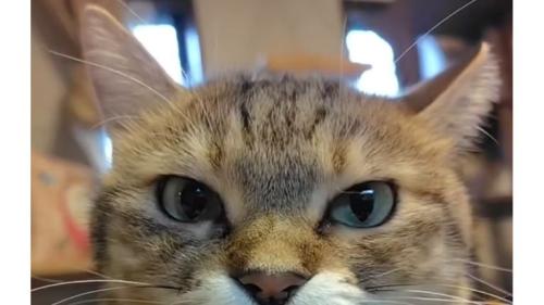 指をしゃぶる猫