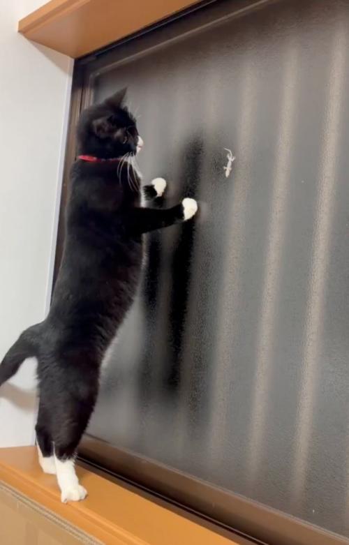 ヤモリを見つめる猫
