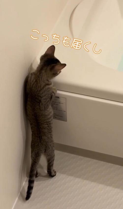 「こっちも届くし」と書かれた写真