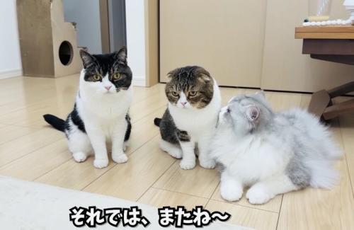フローリングに座る2匹のスコティッシュフォールドとラガマフィン