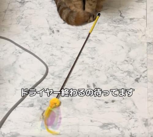 猫のおもちゃ