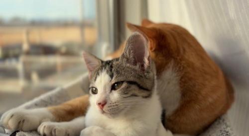 茶白の成猫と子猫