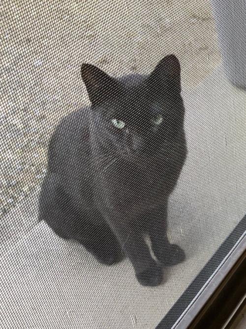 家の外からカメラを見つめる黒猫