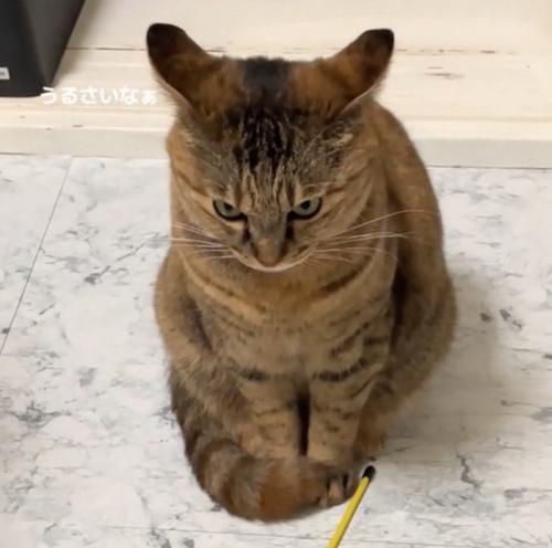 睨みつける猫
