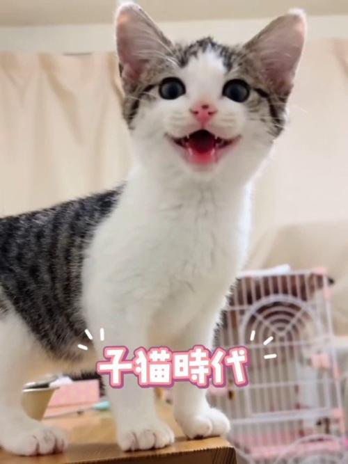 鳴いている子猫