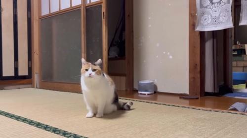畳の上にいる猫