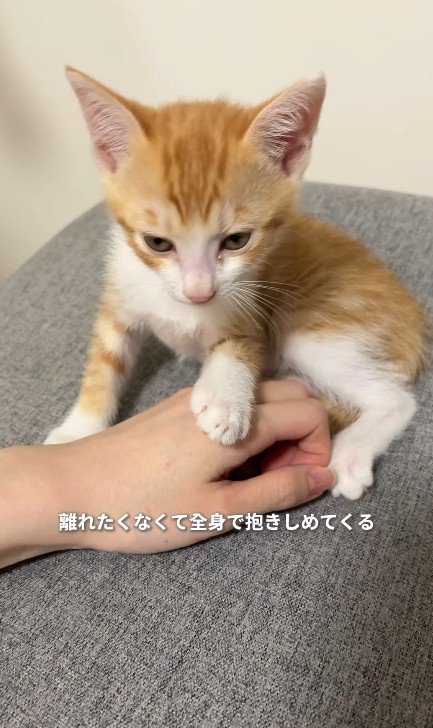 手にのる子猫