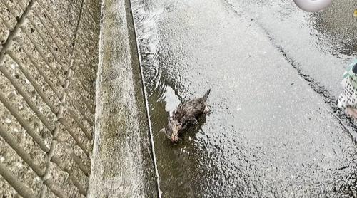雨降りの道端にいる子猫