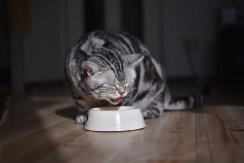 苦そうな顔の猫