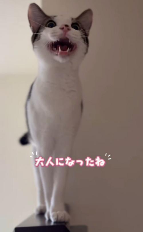 鳴いている成猫