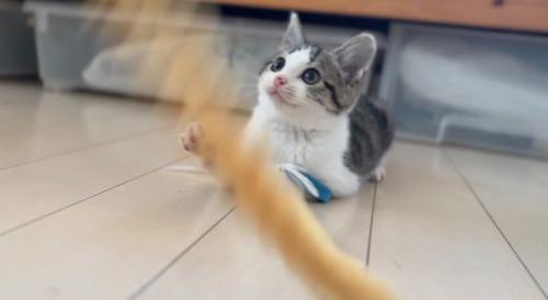 おもちゃで遊ぶ子猫