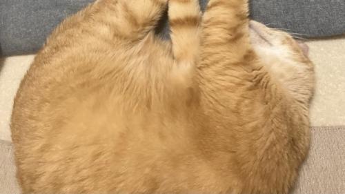 丸くなって寝ている猫の様子