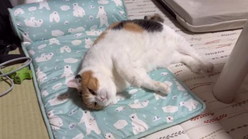 ペットマットに横になっている猫