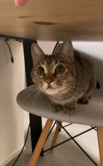 机の下で椅子に座っている猫